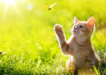 How to teach your kitten to use a trash can – tips