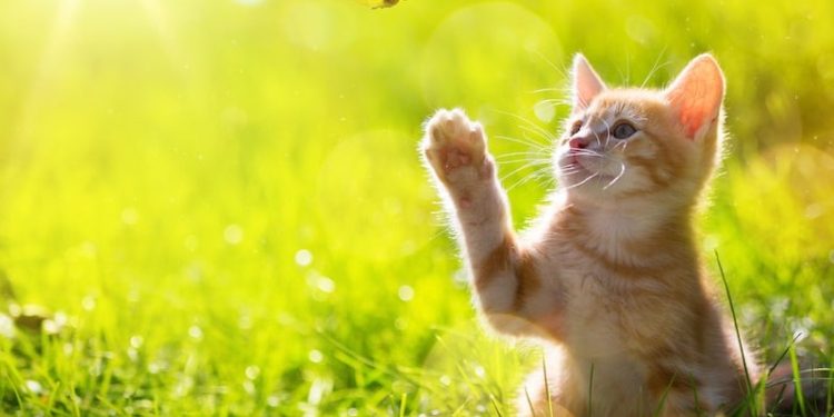 How to teach your kitten to use a trash can – tips