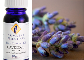 Incorporating Essential Oils into Your Wellness and Travel Routine